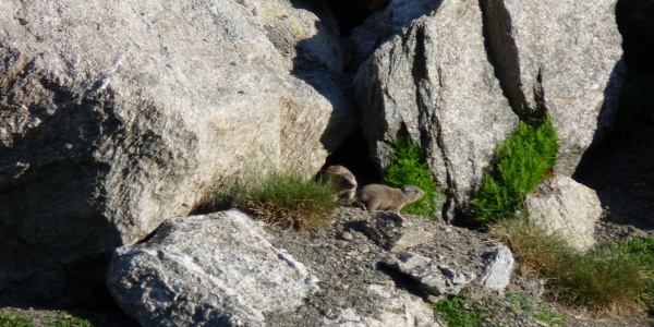 marmotes