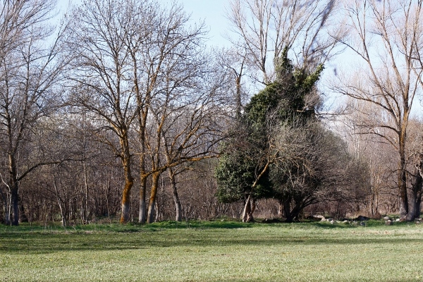 bosque a orillas del rio